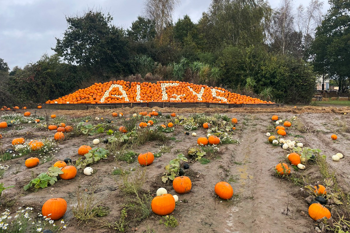PYO Pumpkins at Algy’s
