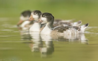 Baby Shelducks Spotted on the Farm