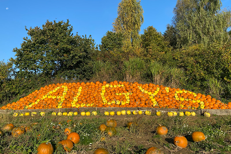 PYO Pumpkins at Algy’s